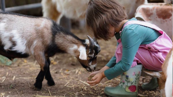 Young girl in pink overalls and green gumboots feeding a small goat from her hands at a farm or petting zoo.